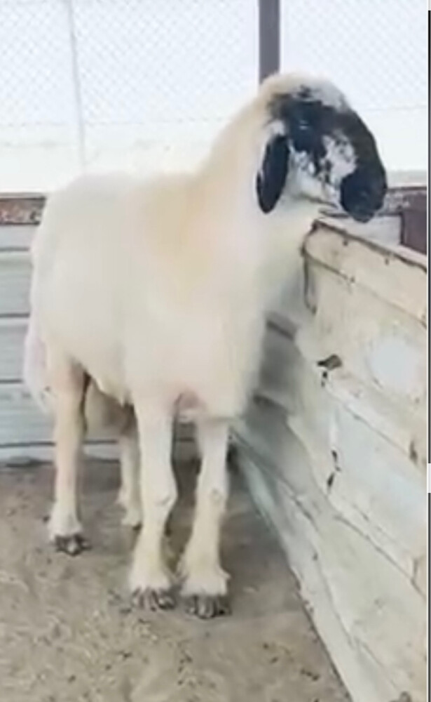 للبيع فحل عربي صنف مشروط - 4