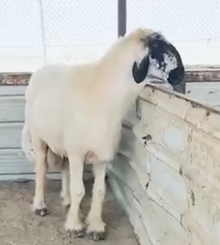 للبيع فحل عربي صنف مشروط - 3