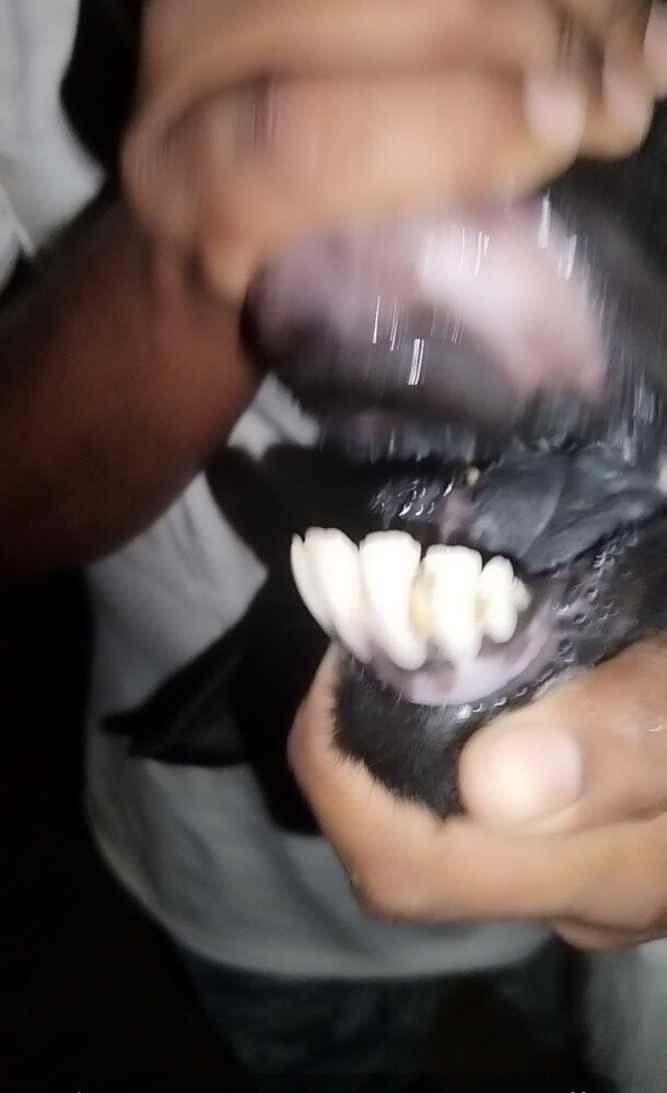 فحل عربي اكحل - 2