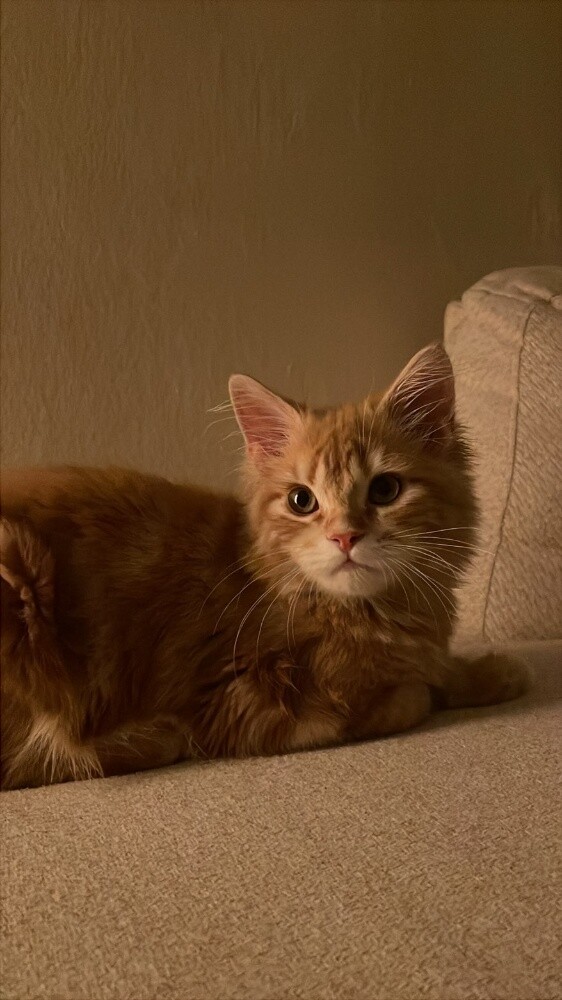 A 5-month-old kitten - 1