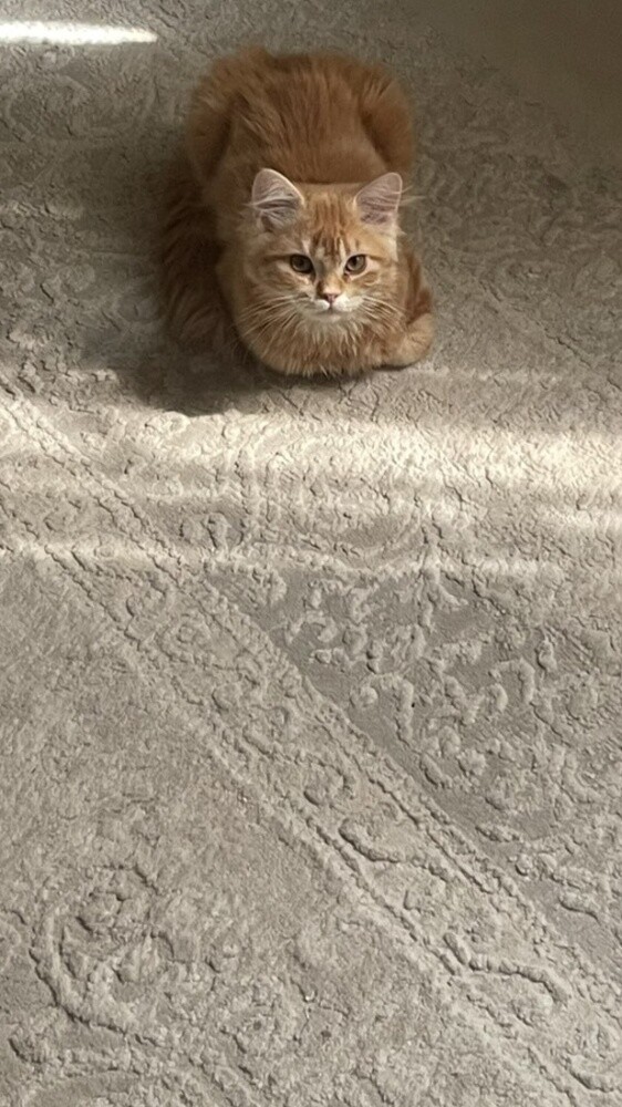 A 5-month-old kitten - 3