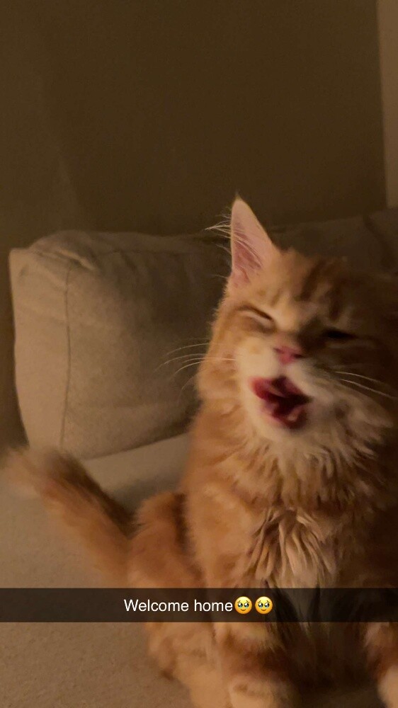 A 5-month-old kitten - 2