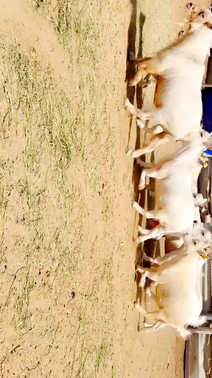معزه قزم برص أمريكي بيور  - 1
