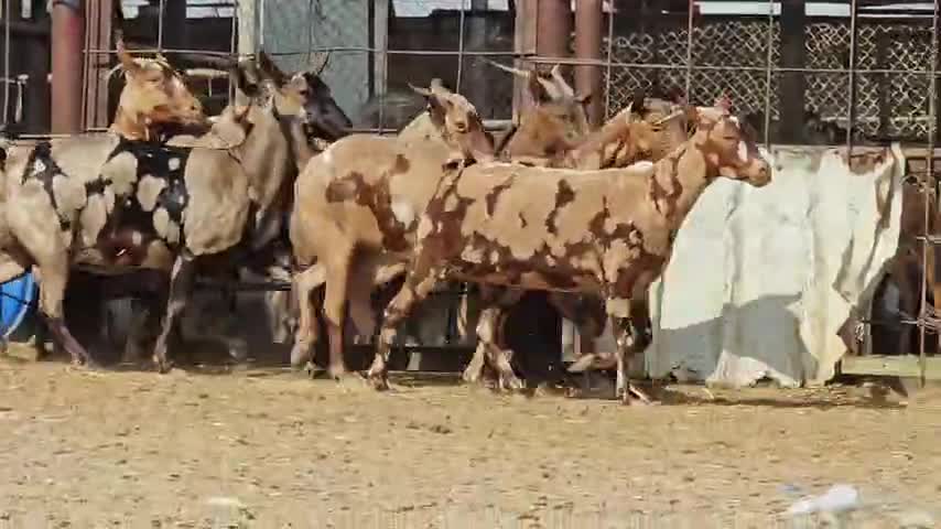 معزه عمانيات جيشيات اصايل طيبه - 1