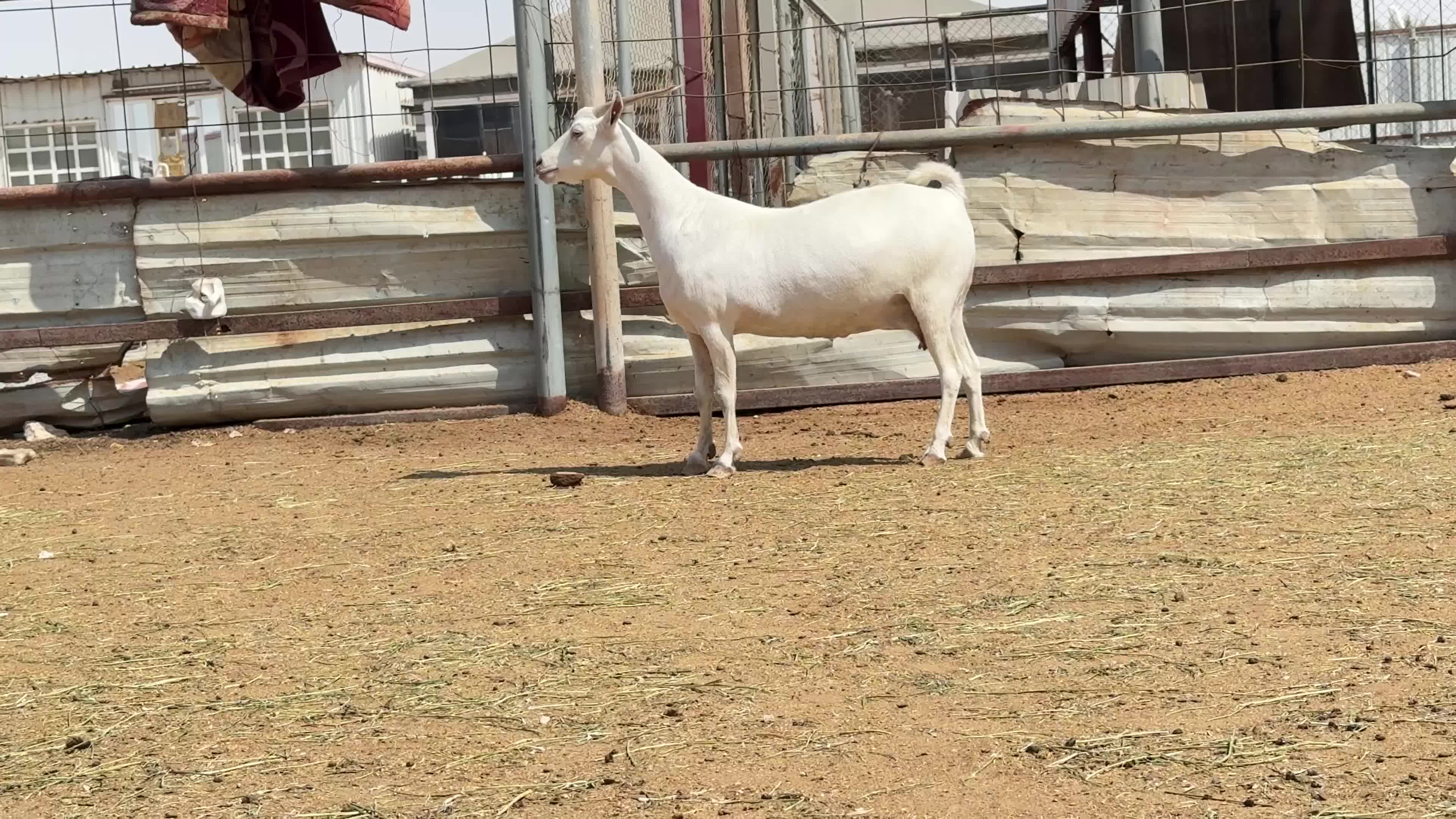 للبيع عنز عمانيه برصه دافع طيبه - 4