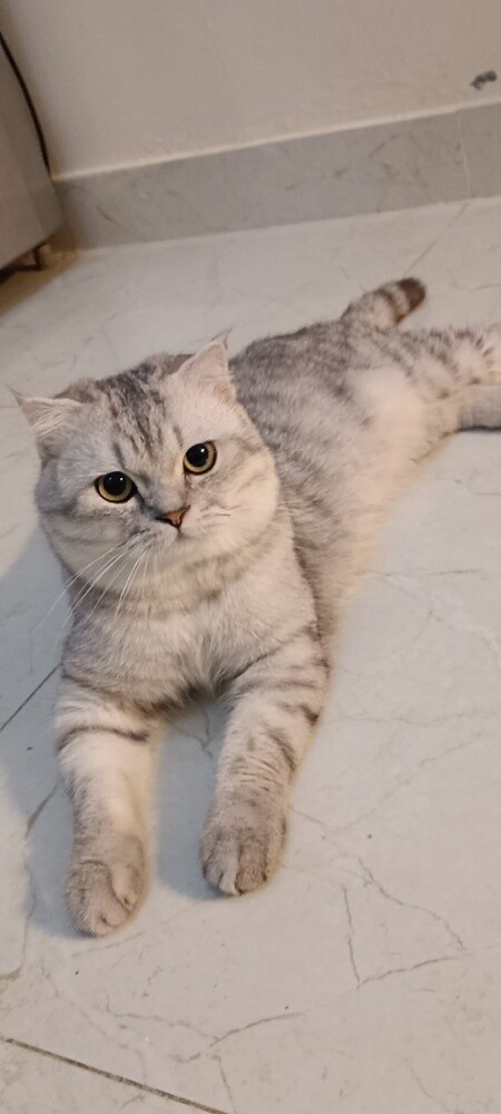 scotch fold male cat - 3