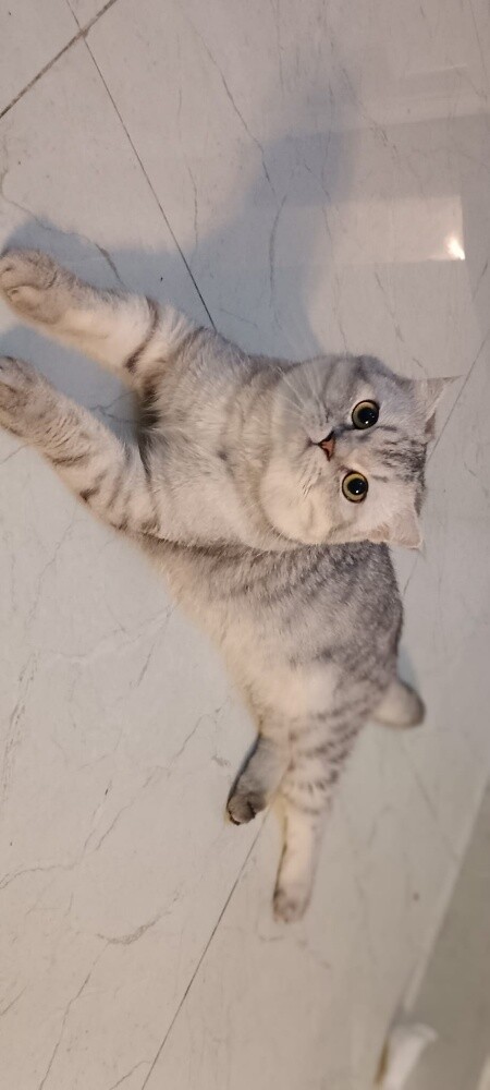 scotch fold male cat - 2