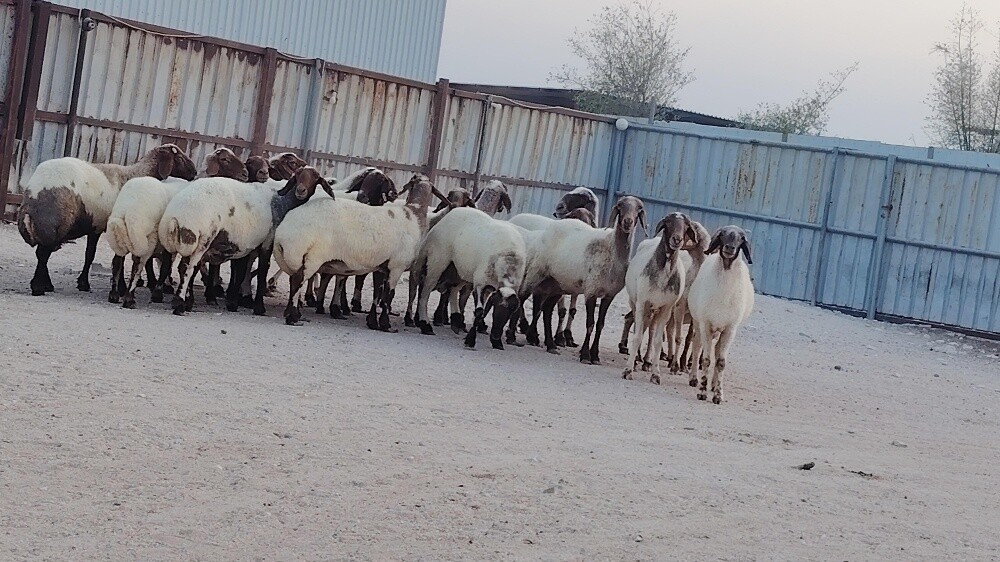 مطلوب شويهات سوريه ومعزه عمانيات - 1