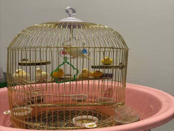 7 Canaries for sale - 2