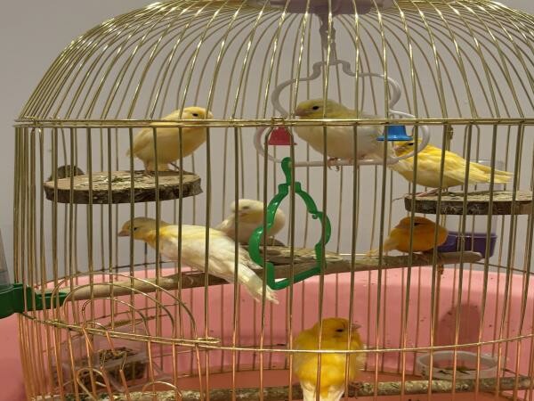 7 Canaries for sale - 1