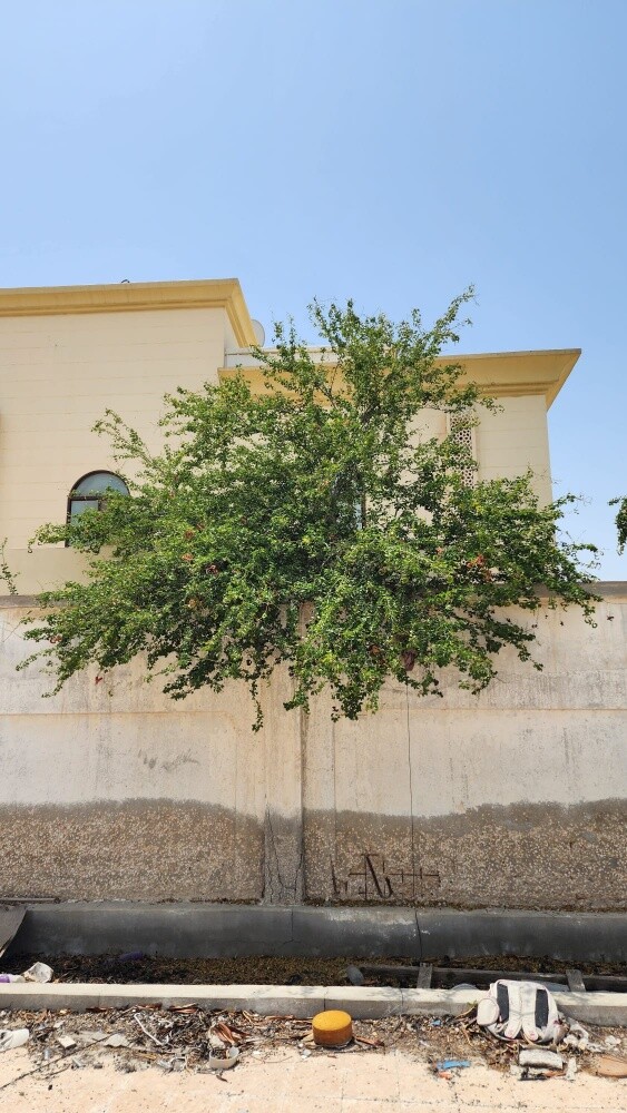 احمد - 3