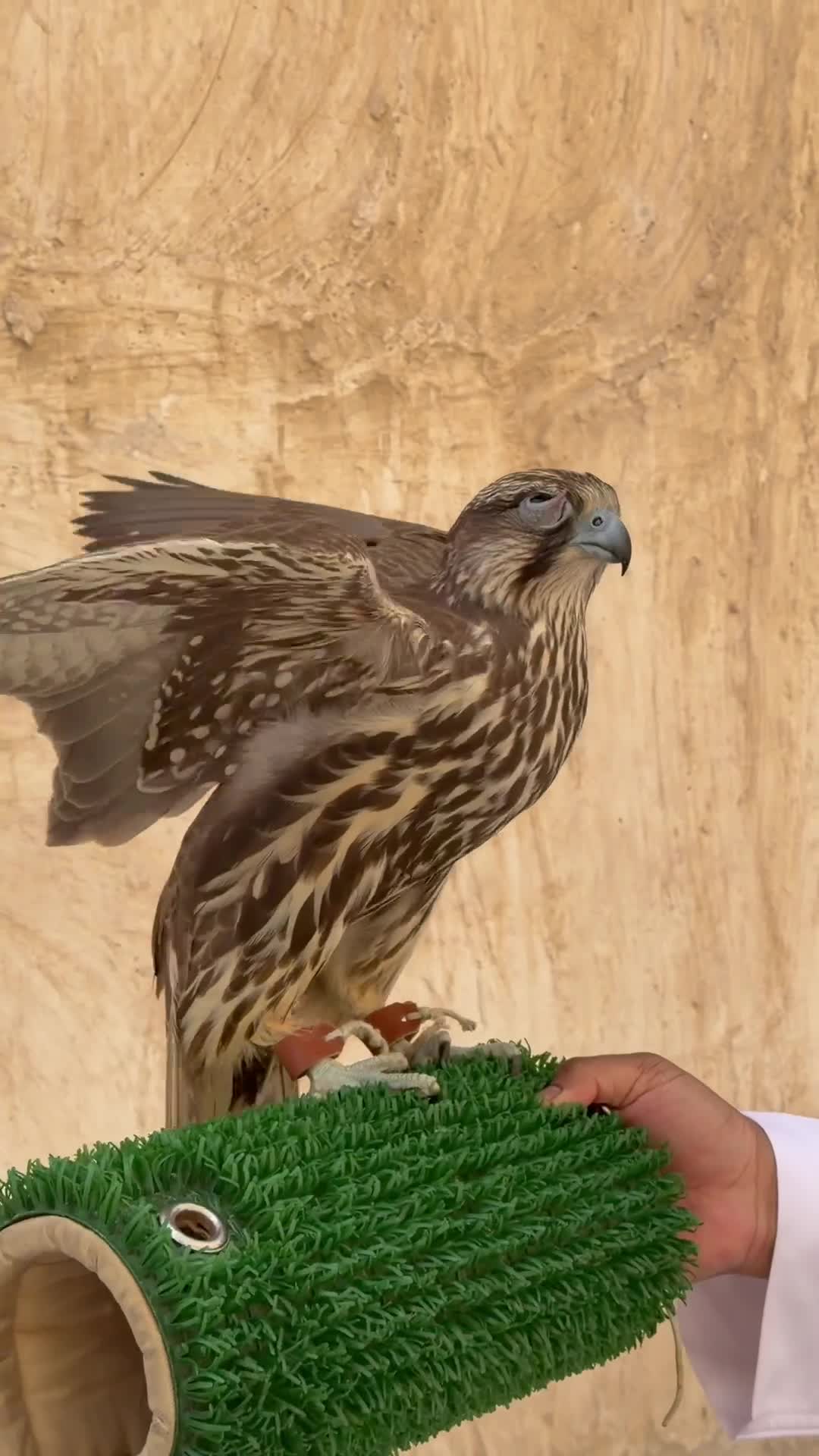 حر وحش - 3