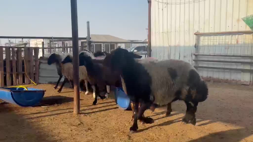 للبيع غنم مرح واحد دفيع واصل - 1