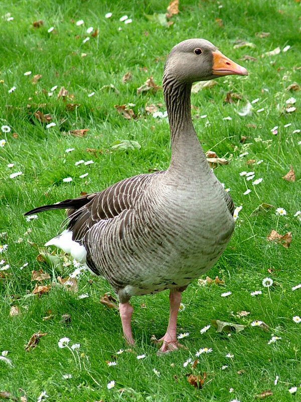 The Swan - 1