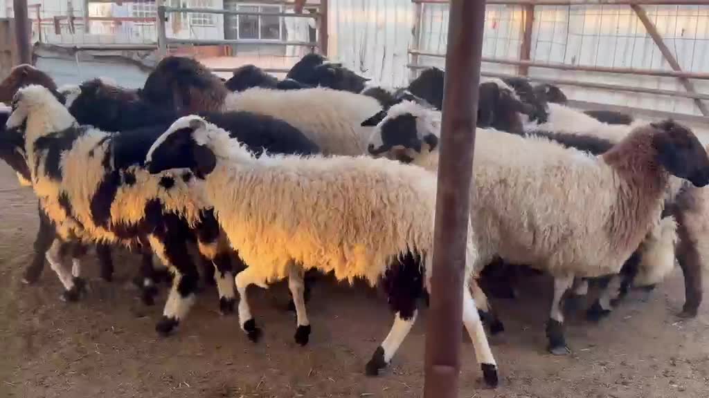 للبيع رخال مقنوي زبايح سمان فل  - 1