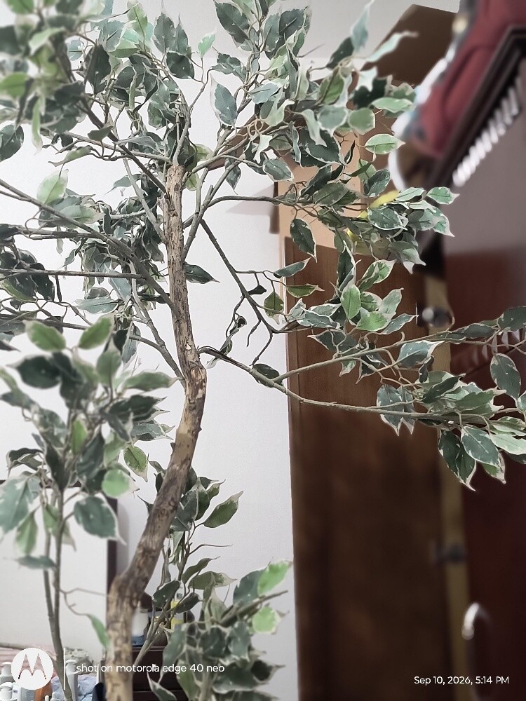 Artificial Variegated - 2