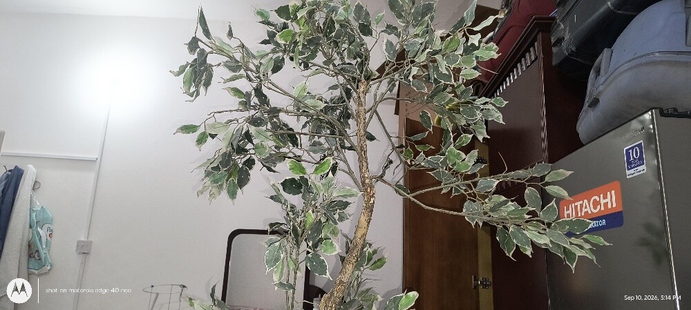 Artificial Variegated - 4