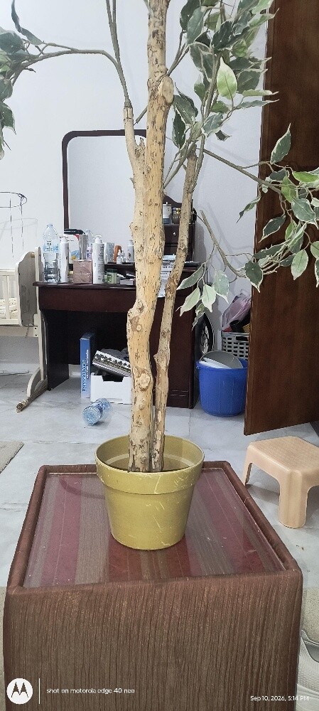 Artificial Variegated - 5