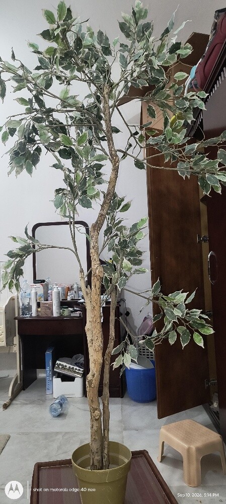 Artificial Variegated - 6