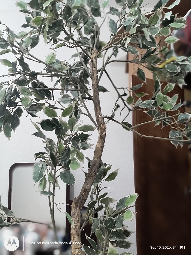 Artificial Variegated - 3