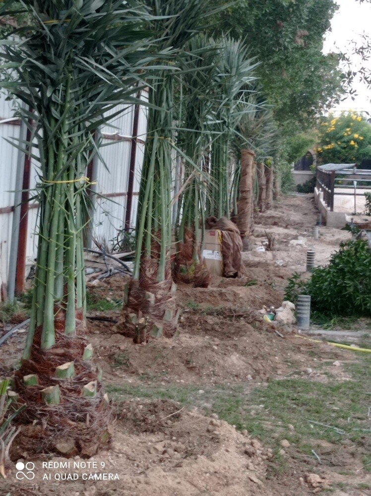 زراعة النخل بكافة الانواع - 5