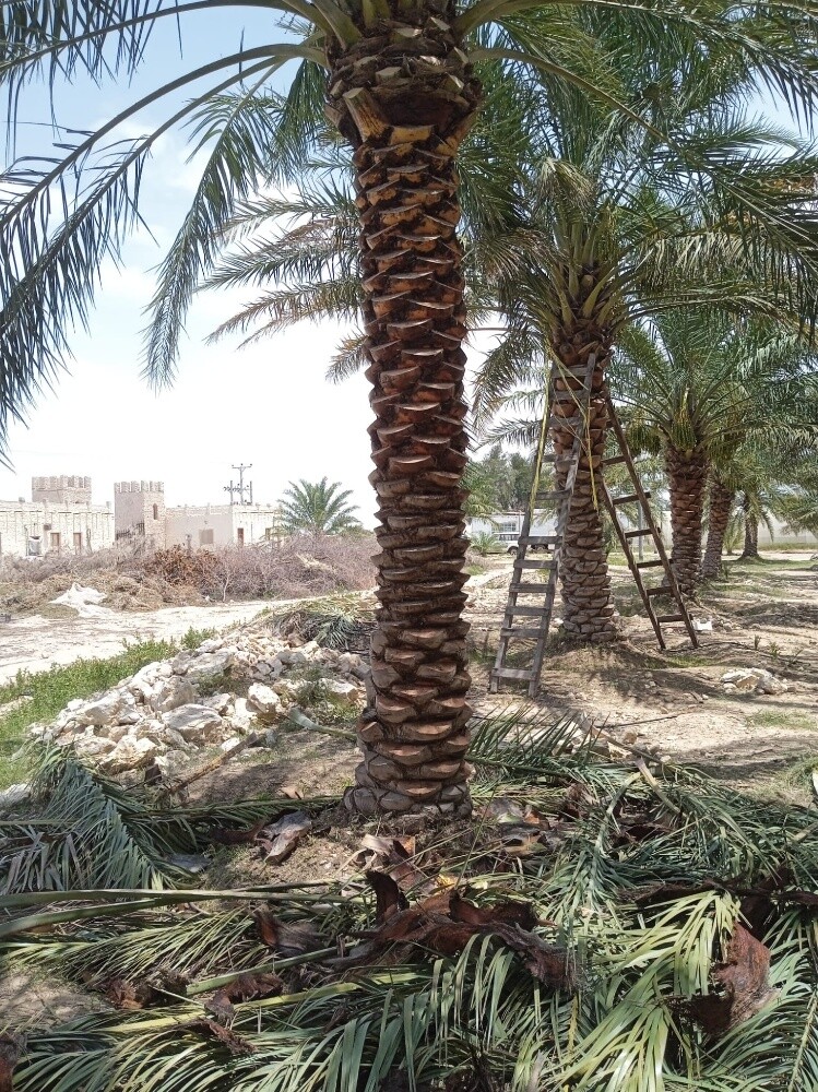 زراعة النخل بكافة الانواع - 3