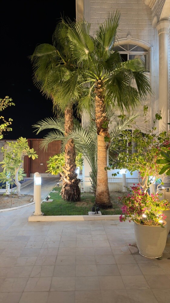 زراعة النخل بكافة الانواع - 2