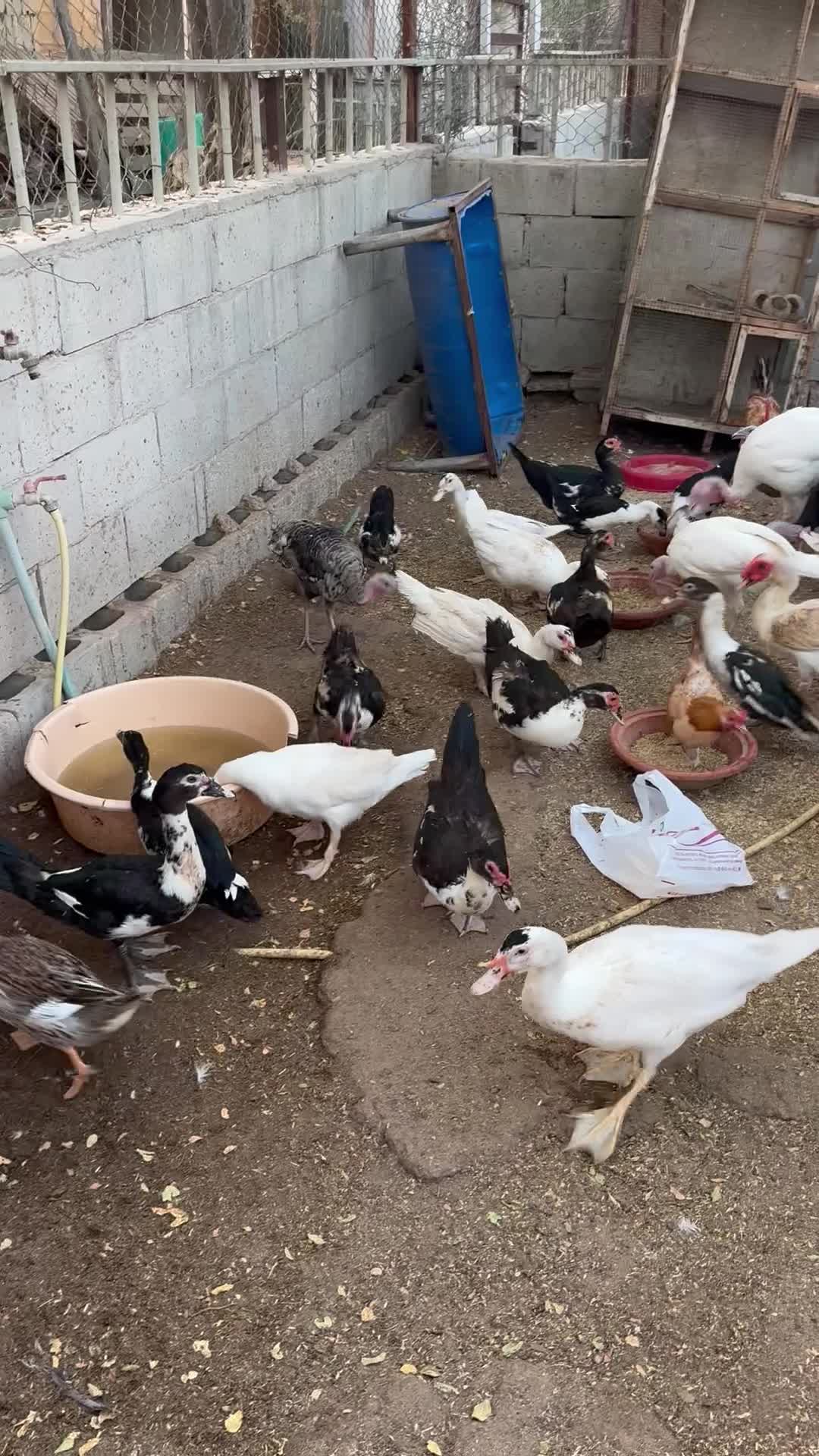 للبيع بط - 1