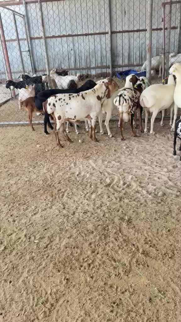 فحل بربري بيرشن - 1
