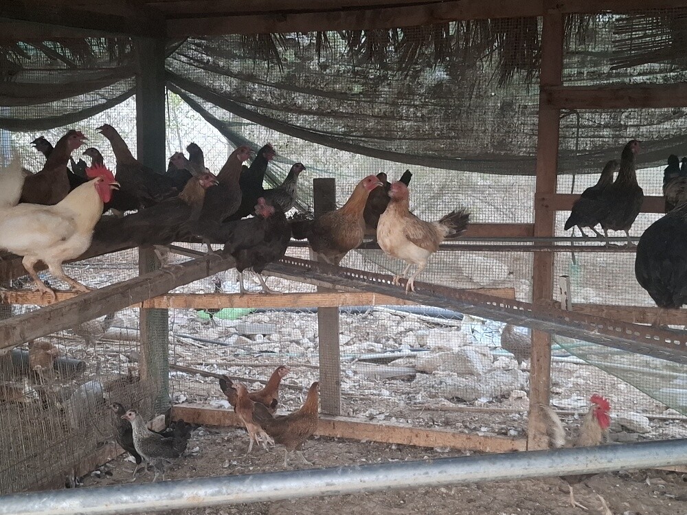 layer chicken and roster for sale - 2