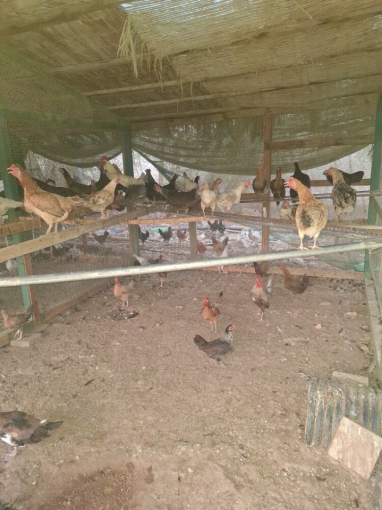 layer chicken and roster for sale - 3