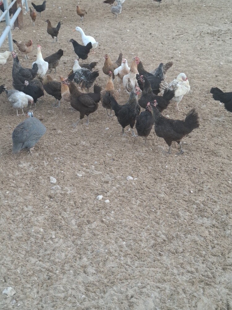 layer chicken and roster for sale - 1