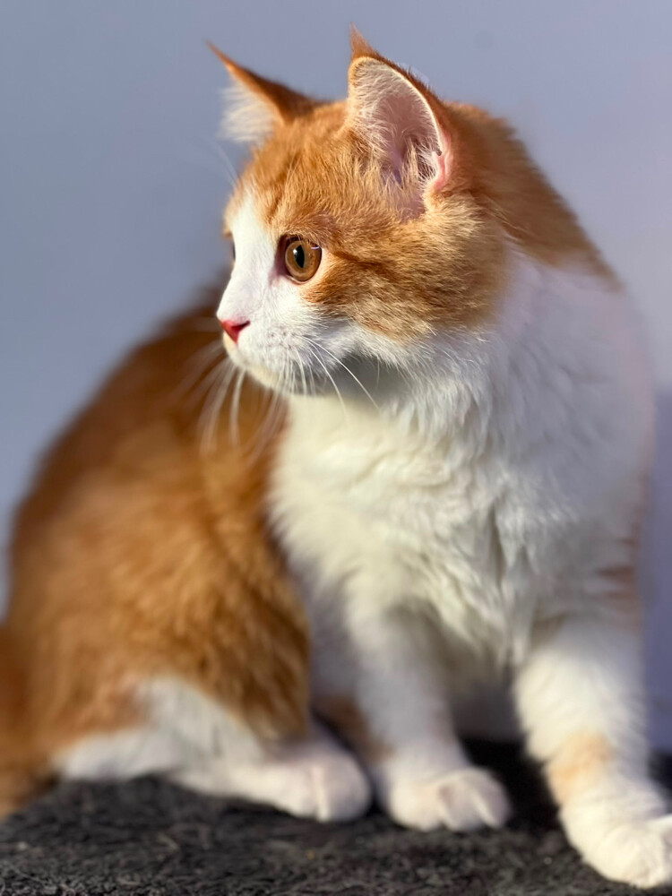 Persian cat - 4