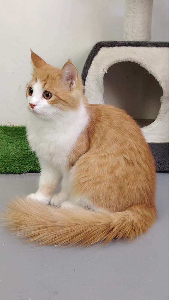Persian cat - 1