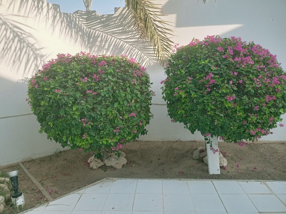 Al Balushi - 4