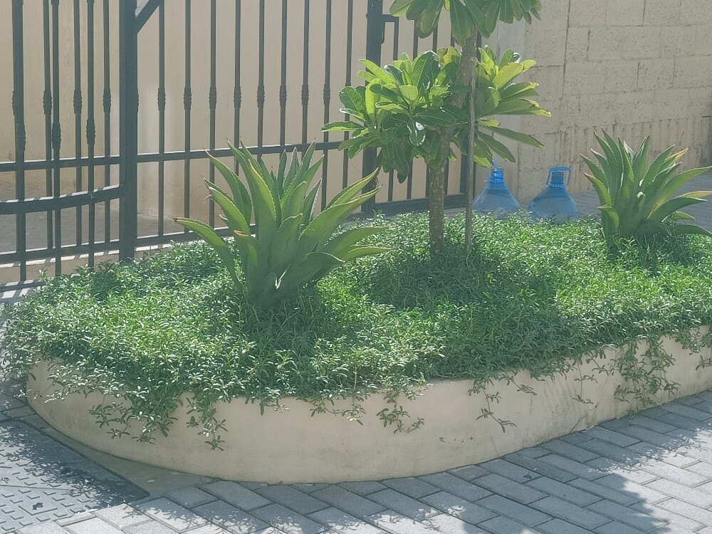 Al Balushi - 6