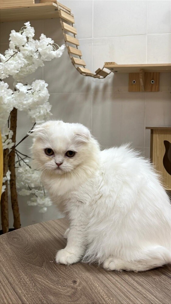 Scottish Longhair Kitten - 3
