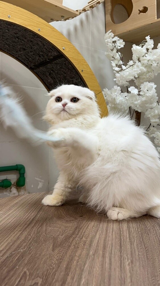 Scottish Longhair Kitten - 2