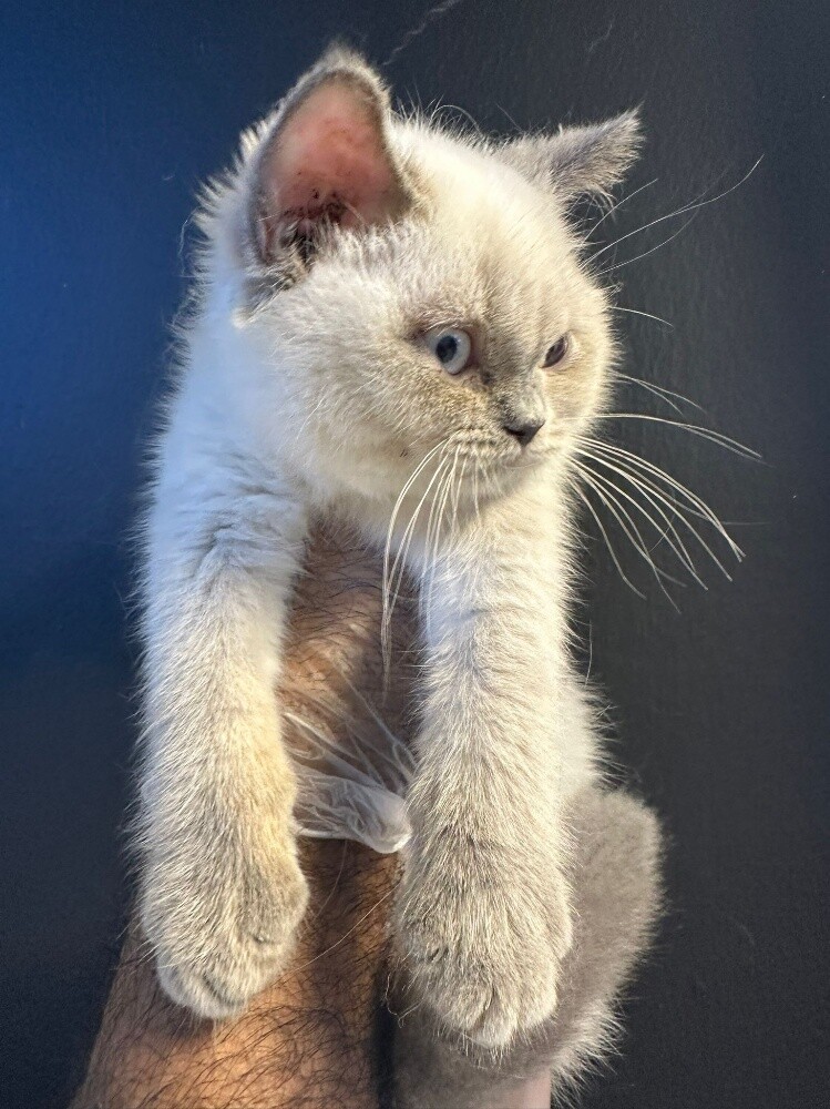 Himalayan Kitten - 2