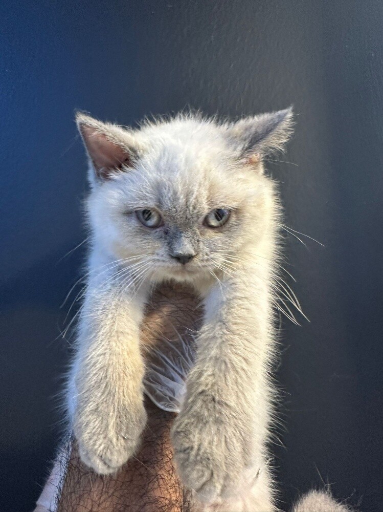 Himalayan Kitten - 3