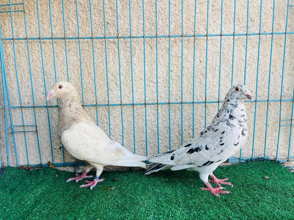 zajal breeding pair - 1
