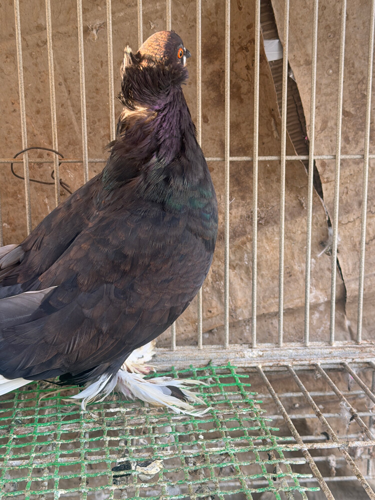 Hungary Breeding Female kite - 3