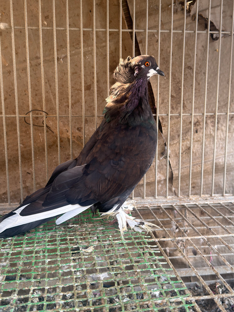 Hungary Breeding Female kite - 2
