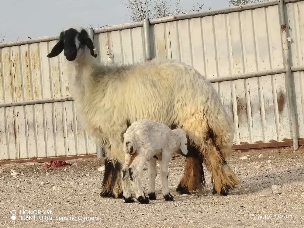 للبيع شاء عربي مكحله وليد صنف - 4