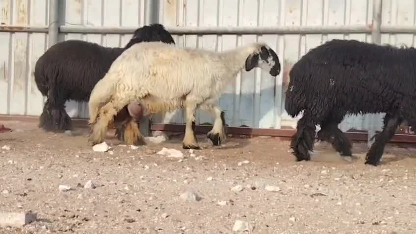 البيع رخال عرب وليد رخال ضنف - 1