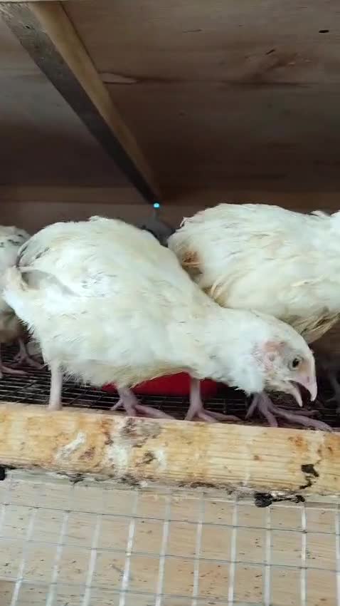 texas quail chicks for sale - 1