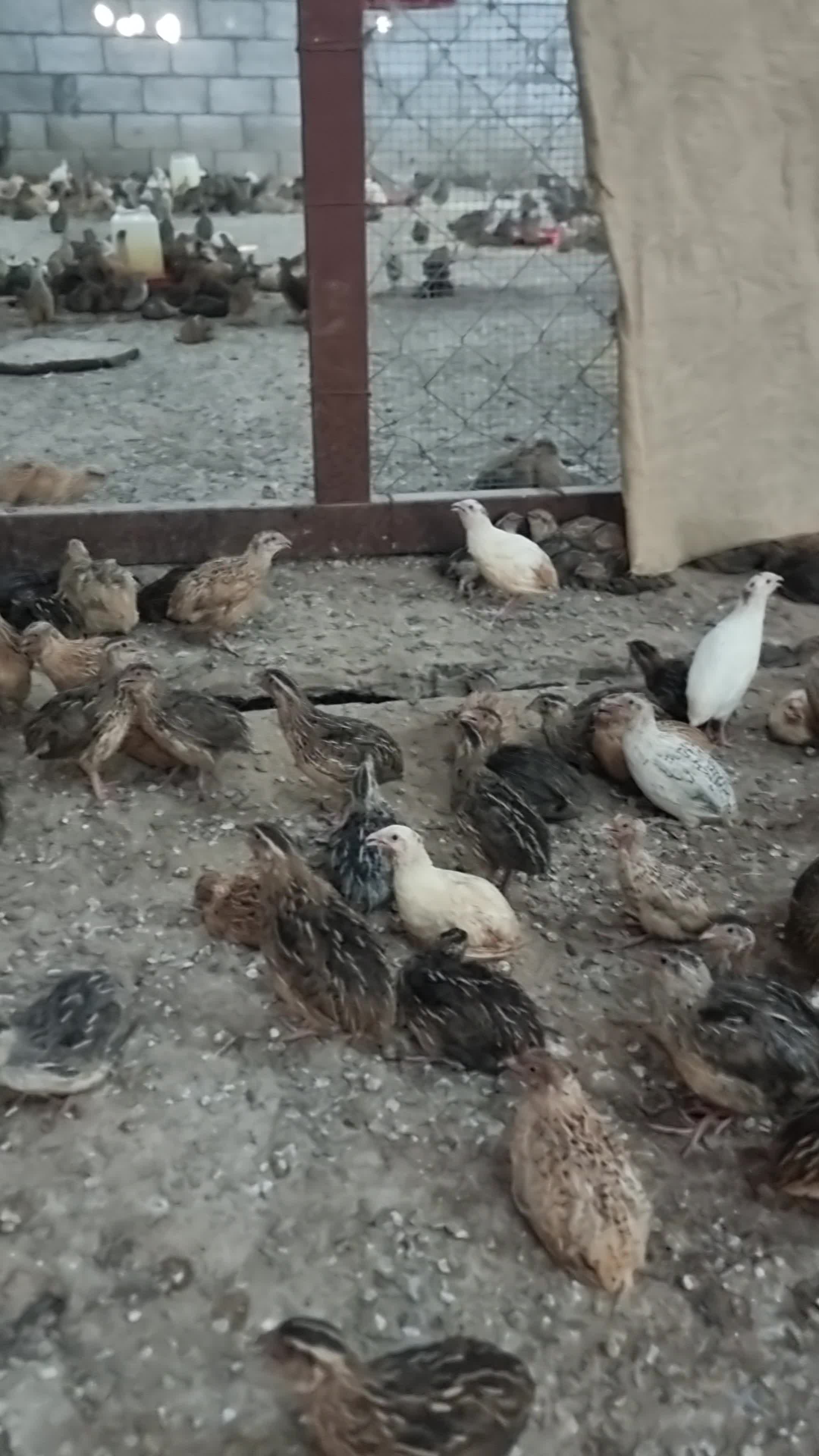 فرى او سمان - 4