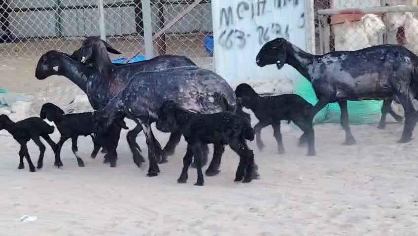 للبيع شويهات عرب وليد طيبه - 1