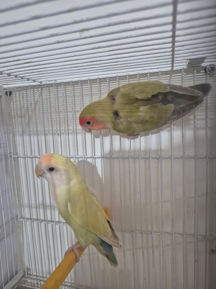 Love bird pair - 2