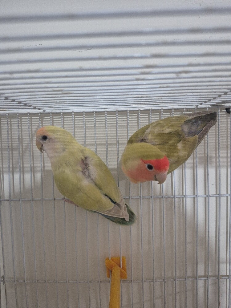 Love bird pair - 3